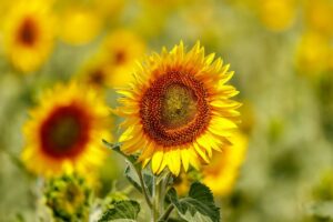 An image illustrating Solar Due Diligence in Brazil: Key Insights and Strategies